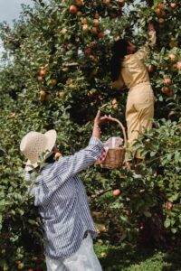 Back view of unrecognizable mother carrying basket while daughter picking apples from green branches of tree