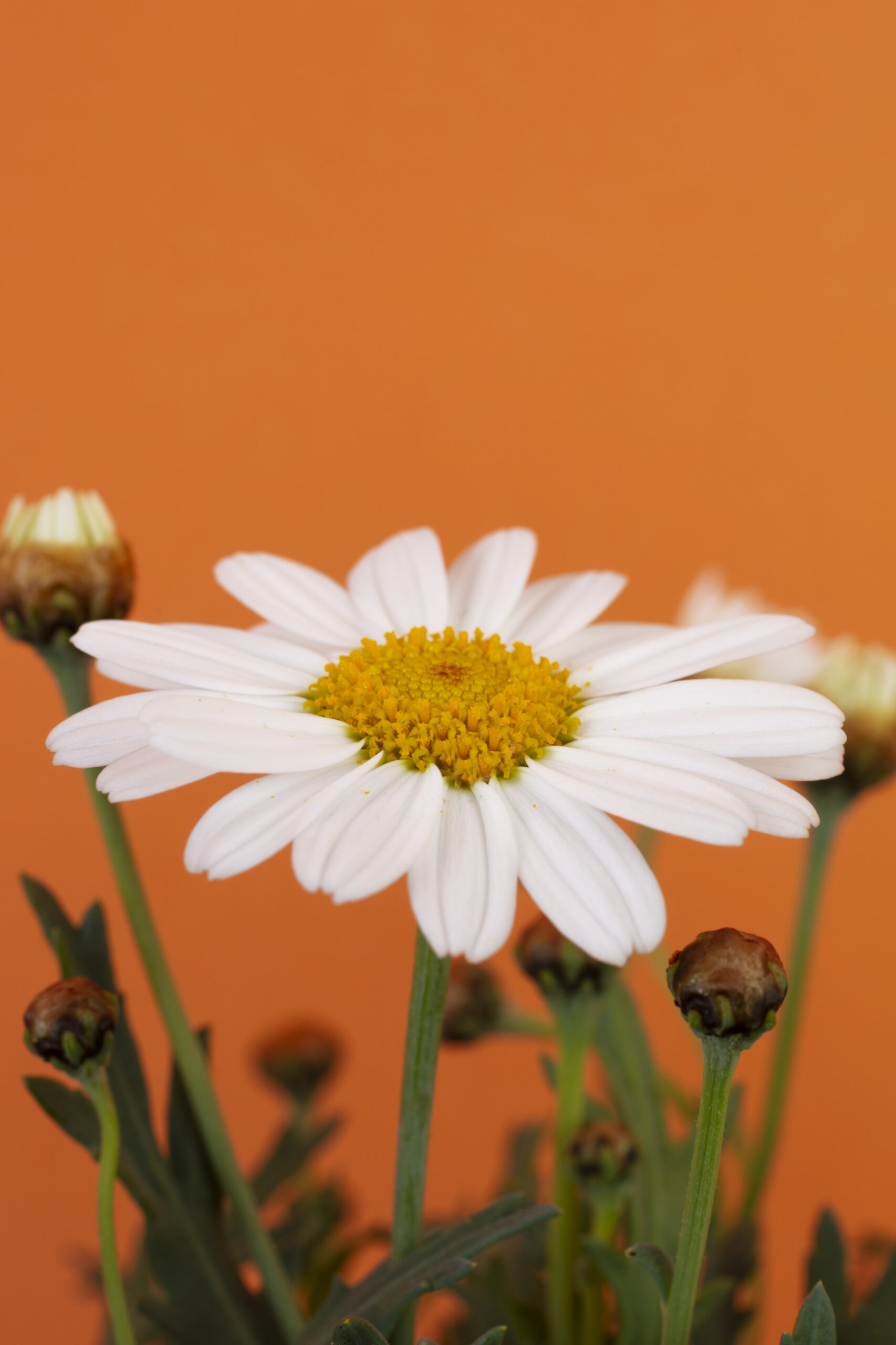 April birth flowers are the Daisy