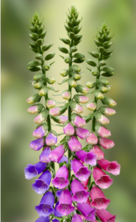 July Birth Flower Larkspur