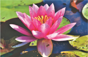 July Birth Flower Water Lily