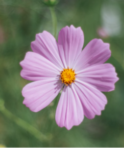 The birth flowers for Oct are Marigold and Cosmos.