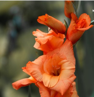 August Birth Flower: Gladiolus and Poppy – Symbols of Strength and Remembrance